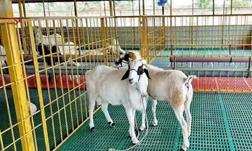 ലൈവ് സ്റ്റോക്ക് ഇൻസ്പെക്ടർമാർക്ക് ക്ഷാമം; മൃഗസംരക്ഷണ കേന്ദ്രങ്ങളുടെ പ്രവർത്തനം അവതാളത്തിൽ ലൈവ് സ്റ്റോക്ക് ഇൻസ്പെക്ടർമാർക്ക് ക്ഷാമം; മൃഗസംരക്ഷണ കേന്ദ്രങ്ങളുടെ പ്രവർത്തനം അവതാളത്തിൽ