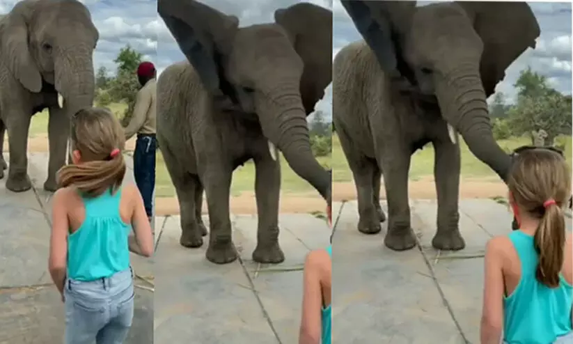 The elephant imitate the dance steps of a little girl
