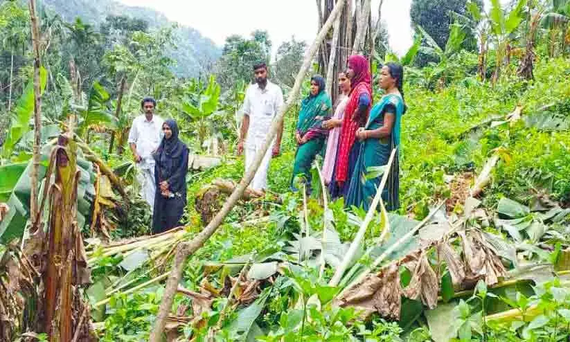 നരിക്കോട്ട് മലയിൽ കാട്ടാനകൾ കൃഷി നശിപ്പിച്ചു