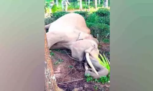 ഷോക്കേറ്റ് കൊമ്പൻ ചെരിഞ്ഞു