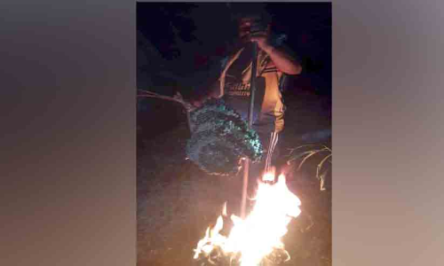 കിരൺ എത്തി; ഭീതിപടർത്തിയ ഭീമൻ കടന്നൽകൂട് നശിപ്പിച്ചു