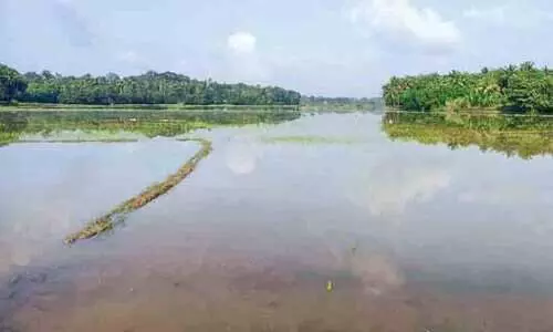 പറമ്പിക്കുളം ഡാമിലെ ഷട്ടർ തകരാർ: വെസ്റ്റ് കൊരട്ടിയിൽ പാടങ്ങളിൽ വെള്ളം കയറി