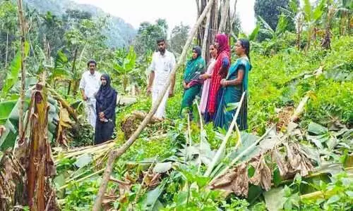 നരിക്കോട്ട് മലയിൽ കാട്ടാനകൾ കൃഷി നശിപ്പിച്ചു നരിക്കോട്ട് മലയിൽ കാട്ടാനകൾ കൃഷി നശിപ്പിച്ചു