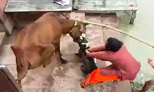 യു.പിയിൽ പശുവിന്റെ മുഖം കടിച്ചുകീറി വളർത്തുനായ; വീഡിയോ വൈറൽ