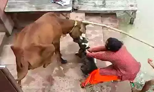 യു.പിയിൽ പശുവിന്റെ മുഖം കടിച്ചുകീറി വളർത്തുനായ; വീഡിയോ വൈറൽ