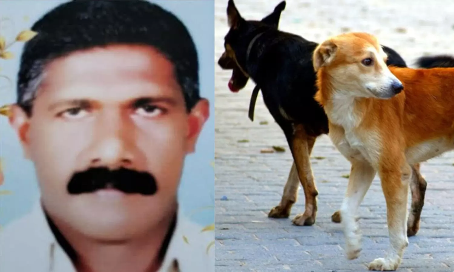 തെരുവുനായ കുറുകെ ചാടി; സൈക്കിളിൽനിന്ന് വീണ് പരിക്കേറ്റയാൾ മരിച്ചു