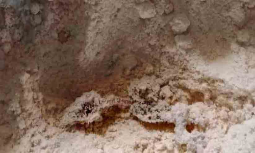 കരവാരത്ത് അമൃതം പൊടിയിൽ ചത്ത പല്ലി