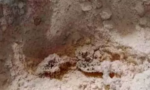 കരവാരത്ത് അമൃതം പൊടിയിൽ ചത്ത പല്ലി