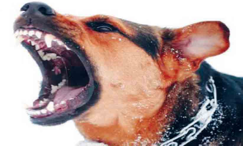 മരത്തംകോട് കിടങ്ങൂരിൽ വളർത്തുനായുടെ ആക്രമണം; എട്ടുപേർക്ക് കടിയേറ്റു