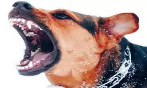 മരത്തംകോട് കിടങ്ങൂരിൽ വളർത്തുനായുടെ ആക്രമണം; എട്ടുപേർക്ക് കടിയേറ്റു