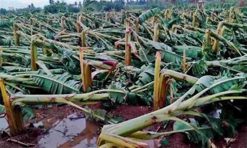 വിളനാശത്തിന് ഓഫ് ലൈനായി അപേക്ഷ നൽകിയ കർഷകർക്ക് ആനുകൂല്യം നൽകാൻ ഉത്തരവ്