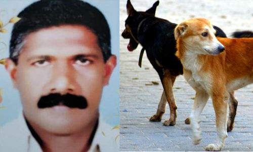 തെരുവുനായ കുറുകെ ചാടി; സൈക്കിളിൽനിന്ന് വീണ് പരിക്കേറ്റയാൾ മരിച്ചു