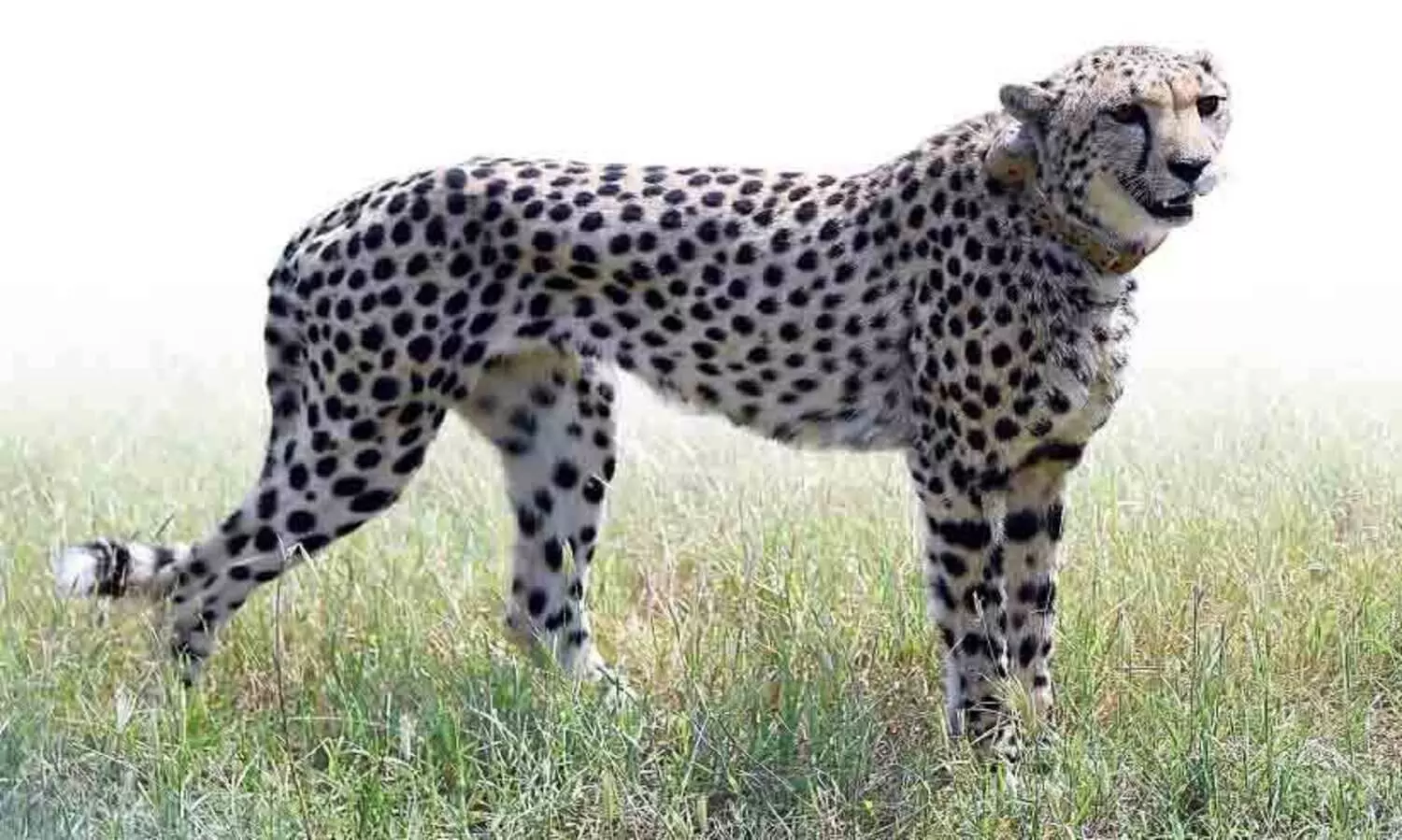 ഇന്ത്യയിലെ അവസാന ചീറ്റപ്പുലിയെ കൊന്നത് ഈ രാജാവാണ്; ടിപ്പു വളർത്തിയത് 16 ചീറ്റകളെ