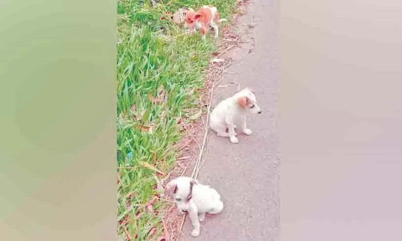 ലൈസൻസ്, വാക്സിനേഷൻ നിർബന്ധം; നായ്ക്കുട്ടികളെ തെരുവിൽ ഉപേക്ഷിക്കുന്നത് കൂടുന്നു