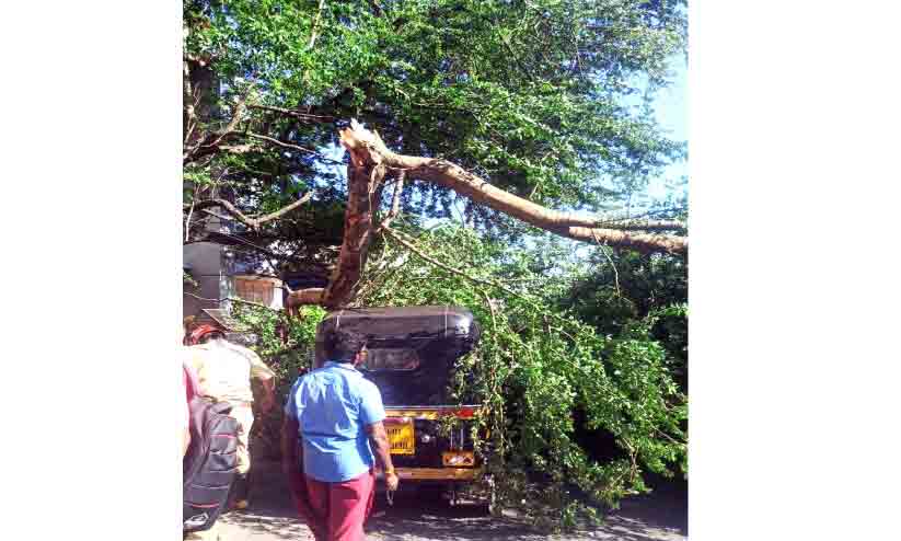 ലോറിയിടിച്ച് മരക്കൊമ്പ് ഒടിഞ്ഞുവീണ് രണ്ടു വാഹനങ്ങൾക്ക് കേടുപാട് ലോറിയിടിച്ച് മരക്കൊമ്പ് ഒടിഞ്ഞുവീണ് രണ്ടു വാഹനങ്ങൾക്ക് കേടുപാട്
