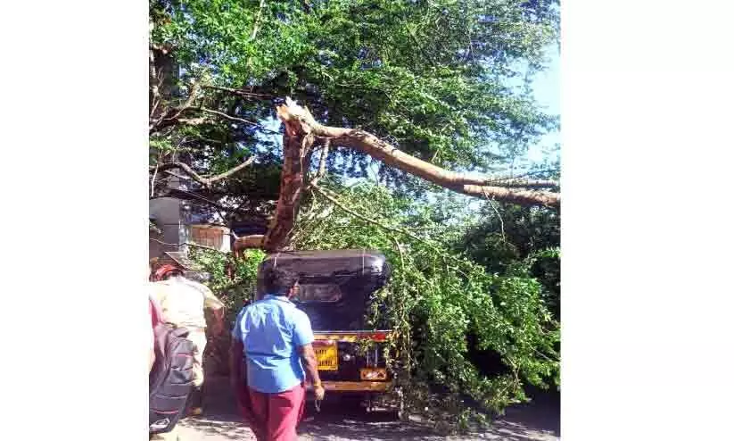 ലോറിയിടിച്ച് മരക്കൊമ്പ് ഒടിഞ്ഞുവീണ് രണ്ടു വാഹനങ്ങൾക്ക് കേടുപാട് ലോറിയിടിച്ച് മരക്കൊമ്പ് ഒടിഞ്ഞുവീണ് രണ്ടു വാഹനങ്ങൾക്ക് കേടുപാട്