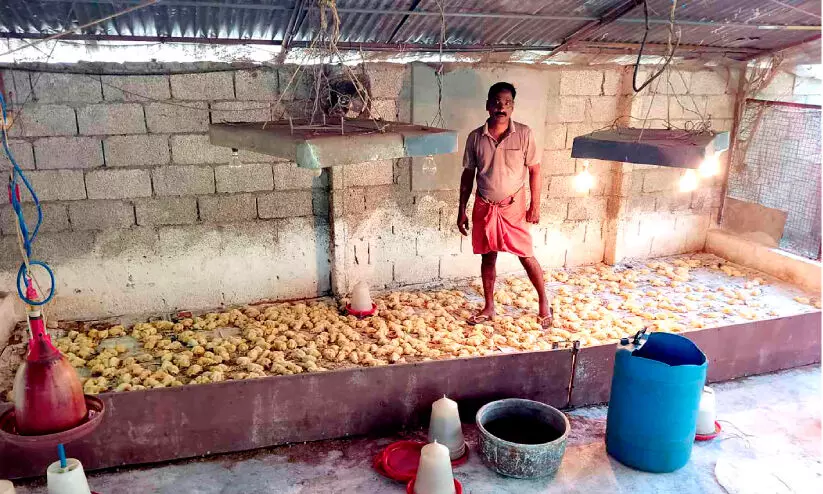 Mongoose attack Chicken farm