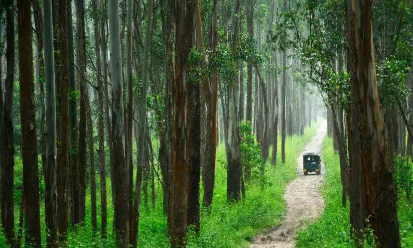 വന്യജീവി വാരാഘോഷം; വന്യജീവി സങ്കേതങ്ങളിലും മൃഗശാലകളിലും പ്രവേശനം സൗജന്യം വന്യജീവി വാരാഘോഷം; വന്യജീവി സങ്കേതങ്ങളിലും മൃഗശാലകളിലും പ്രവേശനം സൗജന്യം
