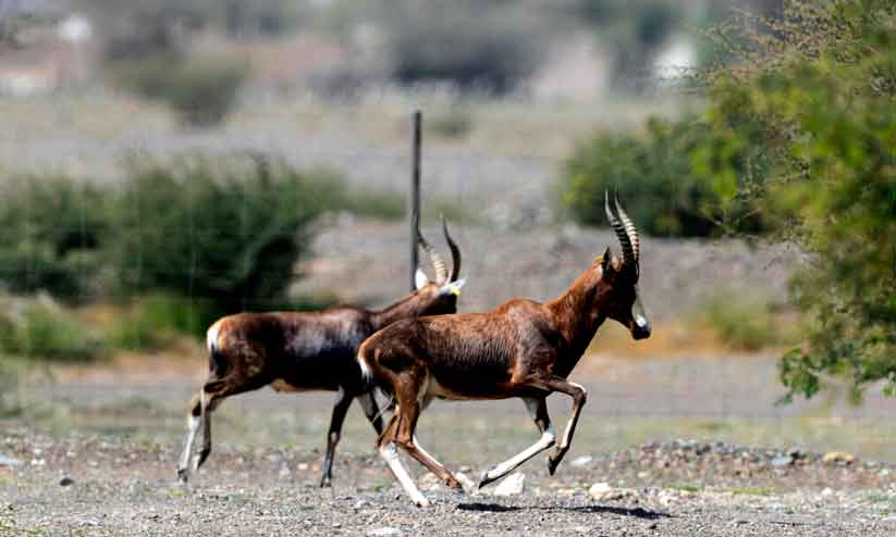 ഷാർജ സഫാരി: ഷാർജയിലെ കൊച്ചു ആഫ്രിക്ക ഷാർജ സഫാരി: ഷാർജയിലെ കൊച്ചു ആഫ്രിക്ക