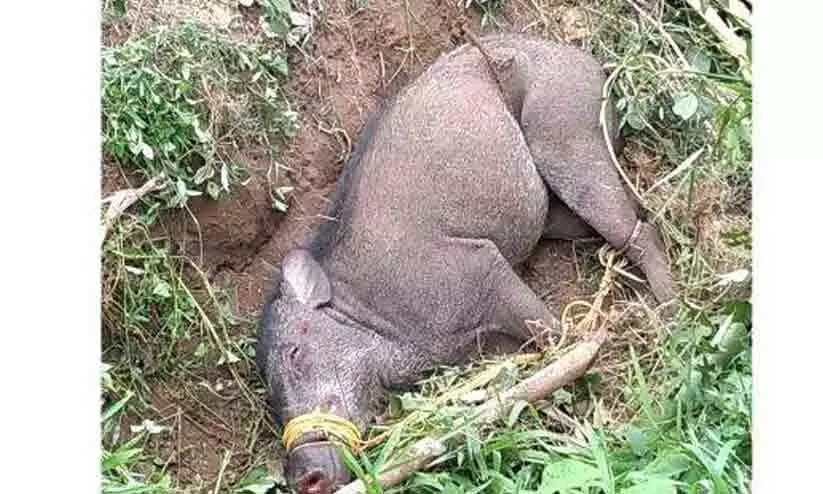 ഗർഭിണിയായ കാട്ടുപന്നി വാഹനമിടിച്ച് ചത്ത നിലയിൽ