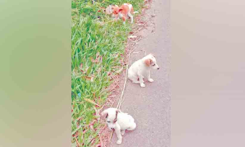 ലൈസൻസ്, വാക്സിനേഷൻ നിർബന്ധം; നായ്ക്കുട്ടികളെ തെരുവിൽ ഉപേക്ഷിക്കുന്നത് കൂടുന്നു