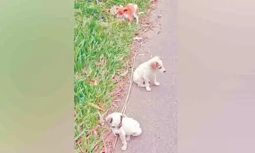 ലൈസൻസ്, വാക്സിനേഷൻ നിർബന്ധം; നായ്ക്കുട്ടികളെ തെരുവിൽ ഉപേക്ഷിക്കുന്നത് കൂടുന്നു