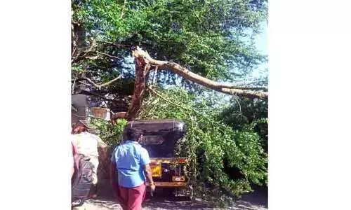 ലോറിയിടിച്ച്​ മരക്കൊമ്പ്​ ഒടിഞ്ഞുവീണ്​ രണ്ടു വാഹനങ്ങൾക്ക്​ കേടുപാട്
