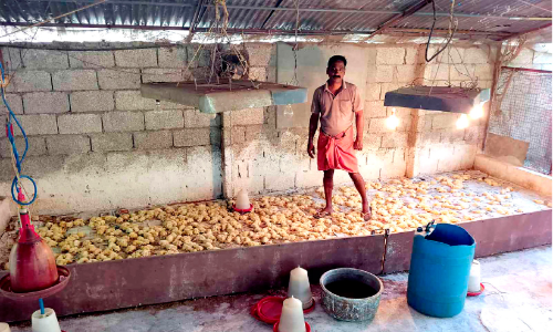 Mongoose attack Chicken farm