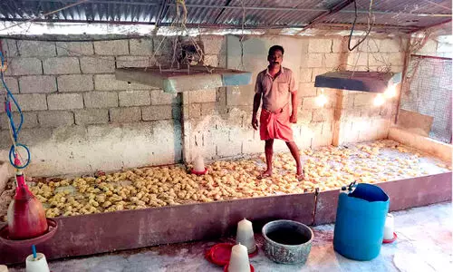 Mongoose attack Chicken farm