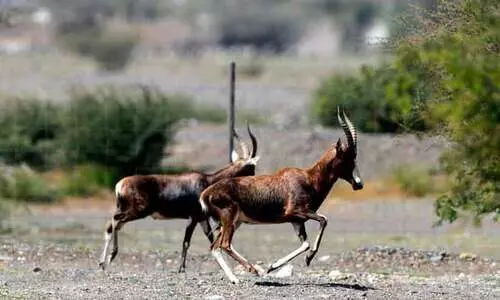 ഷാ​ർ​ജ സ​ഫാ​രി: ഷാർജയിലെ കൊച്ചു ആഫ്രിക്ക