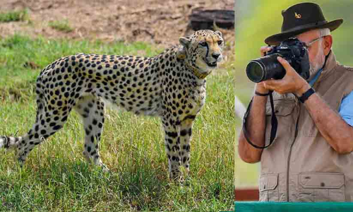 ചീറ്റകളെ കാണാന്‍ എല്ലാവരും അവസരം ചോദിക്കുന്നു, പേരിടാൻ പൊതുജനങ്ങൾക്കായി മത്സരം സംഘടിപ്പിക്കും -പ്രധാനമന്ത്രി
