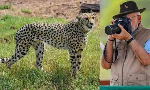 ചീറ്റകളെ കാണാന്‍ എല്ലാവരും അവസരം ചോദിക്കുന്നു, പേരിടാൻ പൊതുജനങ്ങൾക്കായി മത്സരം സംഘടിപ്പിക്കും -പ്രധാനമന്ത്രി