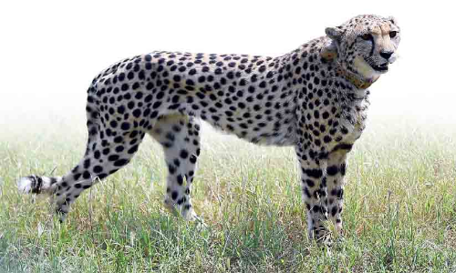 ഇന്ത്യയിലെ അവസാന ചീറ്റപ്പുലിയെ കൊന്നത് ഈ രാജാവാണ്; ടിപ്പു വളർത്തിയത് 16 ചീറ്റകളെ