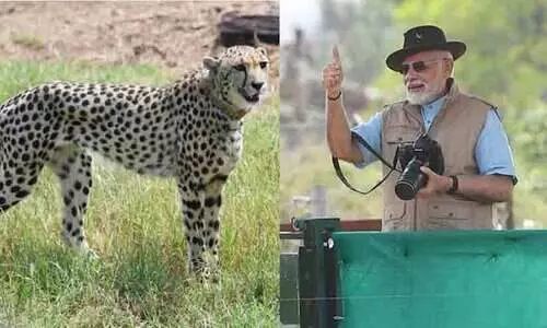 മോദിയുടെ ആശ; ചീറ്റപ്പുലികൾക്ക് പേരിടാൻ മത്സരം