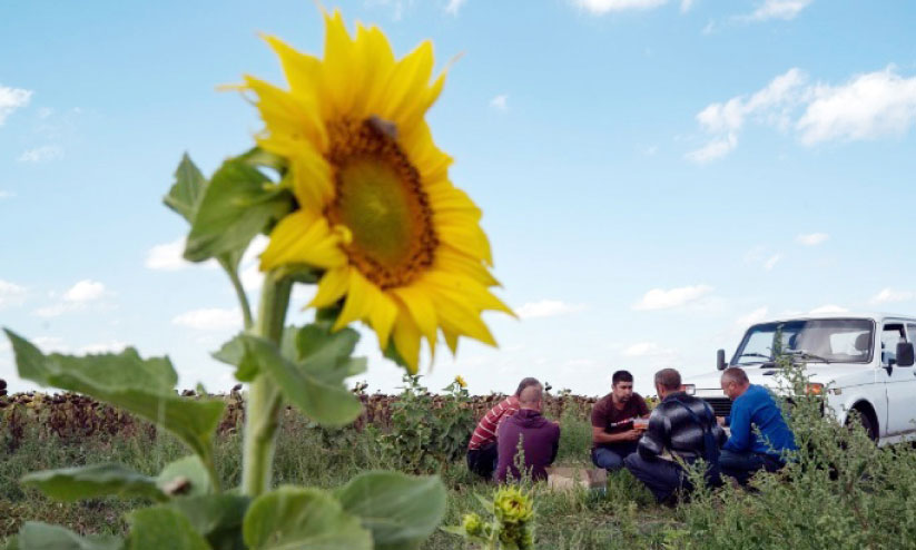 യുദ്ധം അവസാനിക്കും; സൂര്യകാന്തിപ്പൂ വീണ്ടും തളിർക്കും... യുദ്ധം അവസാനിക്കും; സൂര്യകാന്തിപ്പൂ വീണ്ടും തളിർക്കും...