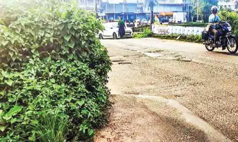 റോഡരിക് കാടുകയറി