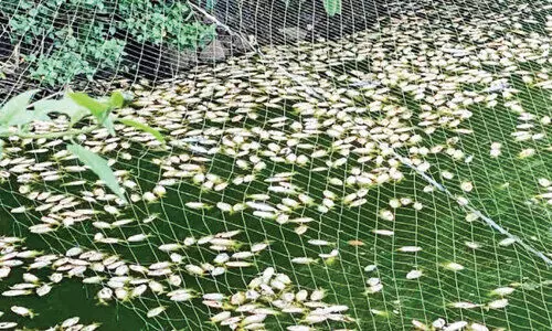 വളർത്തുമത്സ്യങ്ങളെ വീണ്ടും വിഷം കലക്കി കൊന്നു