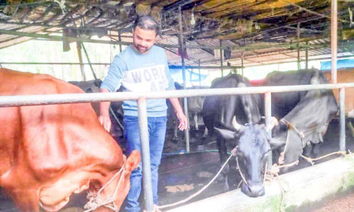 അധ്യാപനത്തിനൊപ്പം ക്ഷീരമേഖലയിൽ വിജയഗാഥയുമായി അബ്ദുൽകരീം മാസ്റ്റർ