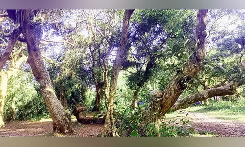 മനം കുളിർപ്പിക്കും ഇല്ലത്ത്കാവ്