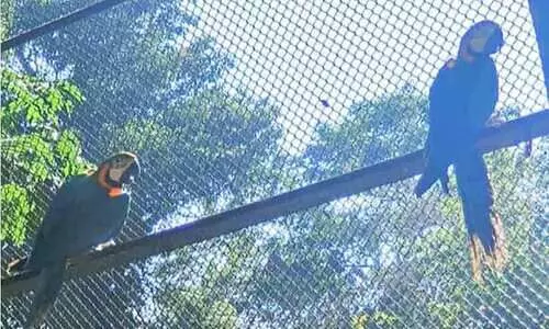 മൃഗശാലയിൽ ഇതാദ്യം; മക്കൗ തത്തകൾക്ക് പിറന്നത് മൂന്ന് കുഞ്ഞുങ്ങൾ