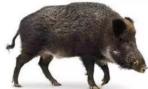 കാട്ടുപന്നി ആക്രമണത്തിൽ മൂന്നുപേർക്ക് പരിക്ക് കാട്ടുപന്നി ആക്രമണത്തിൽ മൂന്നുപേർക്ക് പരിക്ക്