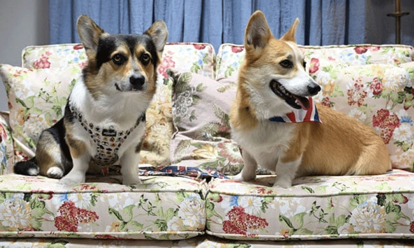 corgi dogs