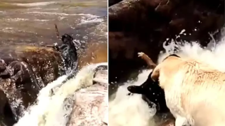 Dog saves its friend from drowning in river in viral video. But, Twitter has some questions