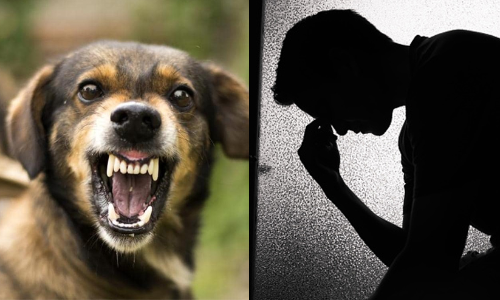 ജോലിക്ക് പോകാൻ മടി; അച്ഛനെ തെരുവുനായ കടിച്ചെന്ന് കഥ മെനഞ്ഞയാൾക്കെതിരെ കേസ്