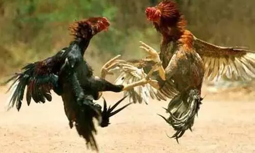 hen fight hen fight