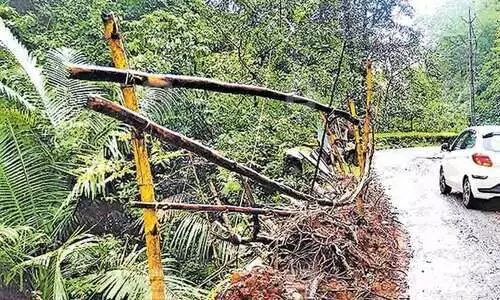 പാൽച്ചുരം ടൗൺ റോഡ്