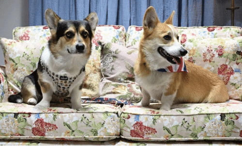 corgi dogs