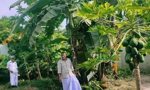 പളളിമുറ്റം സ്വർഗത്തണലാക്കി ഉമ്മർഹാജി