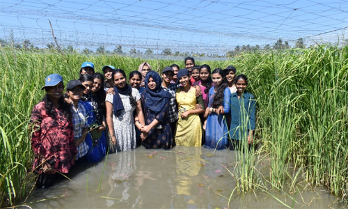 പോക്കാളി നെൽവയലുകളിൽ കതിര് പൂവണിയുന്നത് സാക്ഷ്യപ്പെടുത്തുവാൻ സസ്യശാസ്ത്ര വിദ്യാർഥികളെത്തി പോക്കാളി നെൽവയലുകളിൽ കതിര് പൂവണിയുന്നത് സാക്ഷ്യപ്പെടുത്തുവാൻ സസ്യശാസ്ത്ര വിദ്യാർഥികളെത്തി