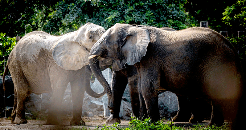 ഒമ്പതു പുതിയ കാഴ്ചകളുമായി സഫാരി പാർക്ക് തുറന്നു ഒമ്പതു പുതിയ കാഴ്ചകളുമായി സഫാരി പാർക്ക് തുറന്നു